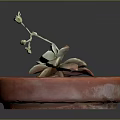 Succulent Plant Growing In Red Clay Pot With Green Leaves And Small Flower