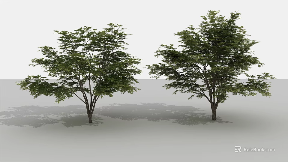 Two Arbor Trees With Lush Green Leaves Trunks And Shadows On White Background 3d model