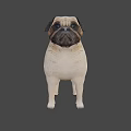 Realistic 3D Model Of Standing Pug Dog With Beige And Black Coat
