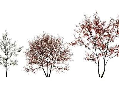 Three Different Arbor Trees With Red Leaves And Natural Branch Structures 3d model