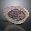 Detailed Trilobite Fossil with Oval Shape and Textured Surface on Dark Background