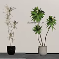 Stylish Potted Bonsai Plants With Slender And Broad Leaves In Black And Light Gray Pots