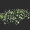 Lush Green Leafy Floral Plants With White Blooms In Natural Growth