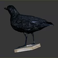 Black Bird Standing On Square Wooden Base With Detailed Feathers