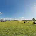 Picturesque Vast Green Grassland Landscape With Running Horses Traditional Yurts And Bright Sunny Blue Sky