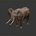 Realistic 3D Elephant Model With White Ivory Tusks On Dark Background 3d model