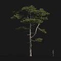 Tall Pine Tree With Extended Branches And Human Silhouette On Dark Background 3d model