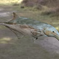 Aquatic Animal With Long Snout Streamlined Body And Fins In Natural Aquatic Habitat