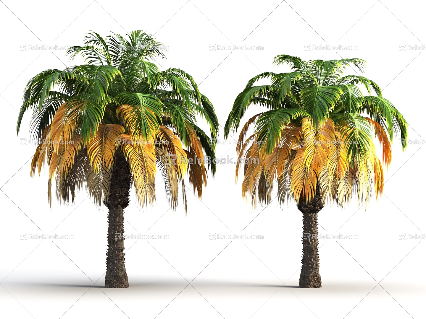 tropical palm tree 3d model