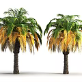 Lush Palm Trees With Green And Yellow Fronds And Brown Trunks