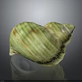 Vibrant Green And Yellow Spiral Conch Marine Animal With Textured Shell Surface On Dark Background