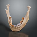 Game Movie Character Detailed Mandible Model With Realistic Teeth Structure Design