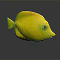 Bright Yellow Fish with Green Edged Tail and Eye Area on Grey Background with Reflection