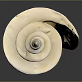 Shiny Yellow Spiral Conch As Marine Animal With Smooth Texture On Dark Background