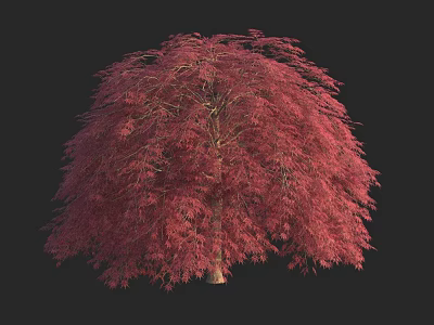 Vibrant Red Leaf Arbor with Lush Foliage Against Black Background 3d model