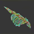 Prehistoric Animal Skeleton with Long Spine Rib Cage and Horned Skull