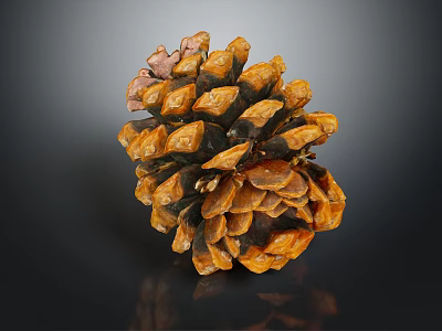 Closeup View Of Orange Brown Pine Cone On Dark Background With Reflection 3d model