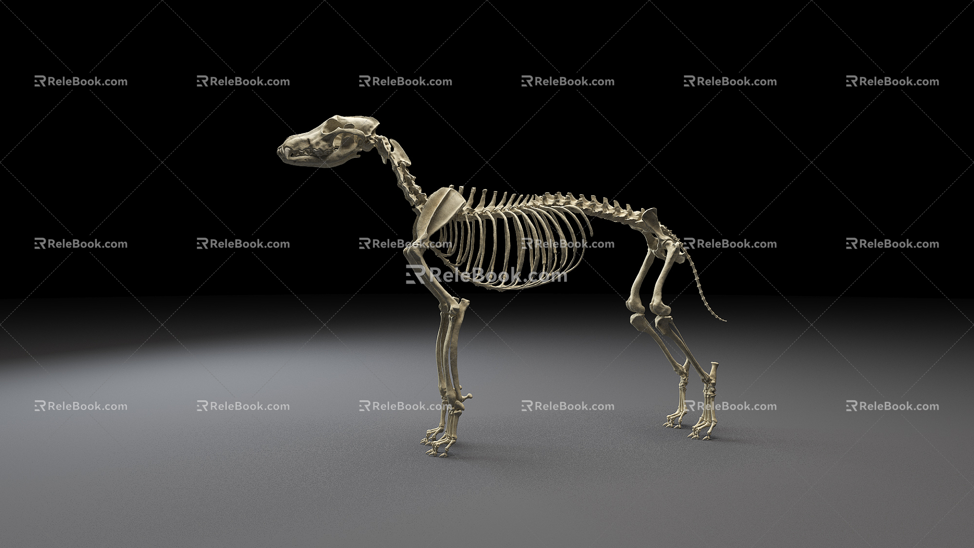 Modern Skeleton Wolf Skeleton 3d model