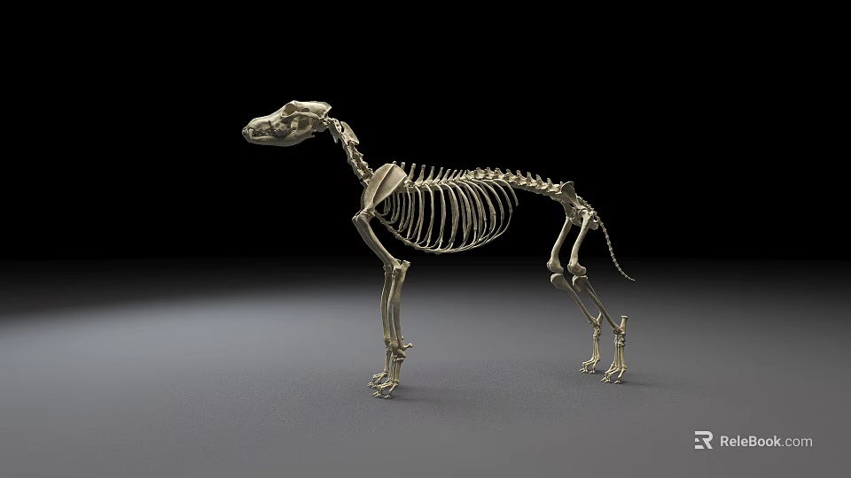 High Quality Veterinary Medical Device Dog Skeleton Model For Anatomical Educational Training 3d model 