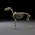 High Quality Veterinary Medical Device Dog Skeleton Model For Anatomical Educational Training