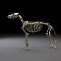 Modern Skeleton Wolf Skeleton 3d model