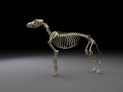 High Quality Veterinary Medical Device Dog Skeleton Model For Anatomical Educational Training 3d model