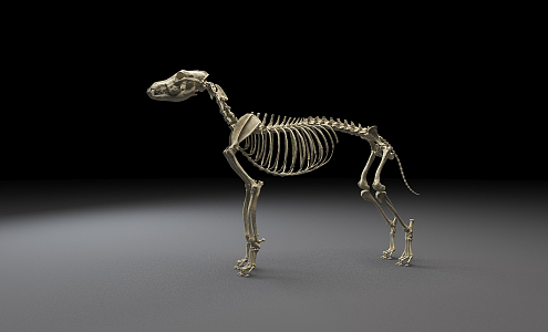 Modern Skeleton Wolf Skeleton 3d model