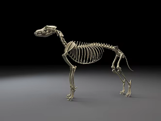 Modern Skeleton Wolf Skeleton 3d model