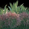 Colorful Ornamental Garden Shrubs With Lush Green And Red Foliage For Landscaping