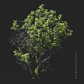 Lush Arbor Tree With Green Leaves Strong Trunk And Branch Structure Against Dark Background