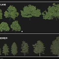 European Horse Chestnut and Linden Arbor Varieties Showcasing Diverse Growth Forms