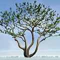 Tall Arbor with Thick Trunk Green Leaves and Branches in Blue Sky Landscape