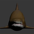 Realistic Brown Spotted Shark 3D Model With Detailed Design And Dark Background Reflection