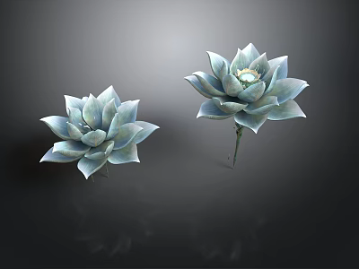 Two Light Blue Succulent Plants Beautifully Displayed On Dark Background 3d model