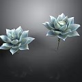 Two Light Blue Succulent Plants Beautifully Displayed On Dark Background