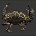 Realistic Aquatic Animal Crab With Dark Brown Shell Spotted Claws And Detailed Texture