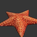 Red Orange Starfish With Detailed Textured Surface On Gray Background