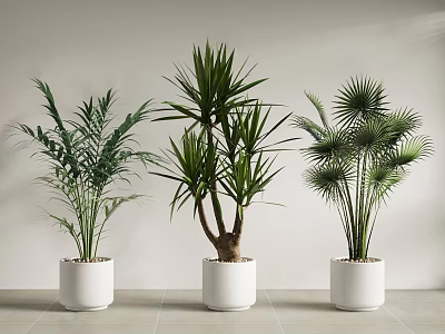 Different Types of Potted Plants in White Planters Against Light Colored Wall and Gray Floor 3d model
