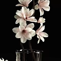 Elegant Pink And White Magnolia Flowers In Transparent Glass Vases For Home Decoration
