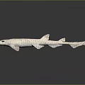 White Spotted Shark 3D Model Display on Dark Reflective Surface with Realistic Details 3d model