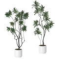 Elegant Bonsai Potted Plants With Green Leaves In White Ceramic Pots 3d model