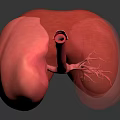 Detailed Human Lungs 3D Anatomical Model With Trachea And Bronchi Structures 3d model