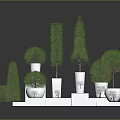 Decorative Trees in White Pots on White Cube Pedestals Against Dark Background Modern