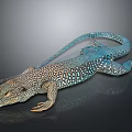 Vibrant Blue And Brown Spotted Lizard On Shiny Reflective Black Surface