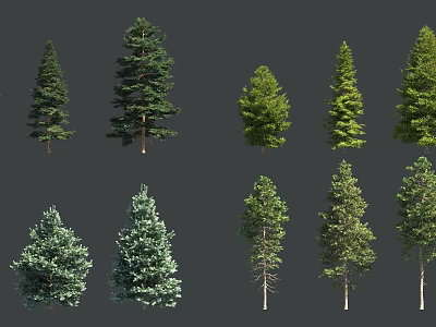 Various Evergreen Arbor Trees With Different Crown Shapes For Garden Landscaping 3d model