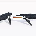 Two Whale Models Adult And Juvenile Facing Each Other Showcasing Aquatic Animal Interaction