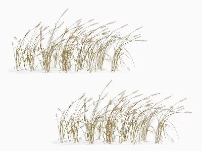 Golden Ornamental Grass Clumps With Feathery Plumes For Natural Decoration 3d model