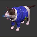 Adorable Gray And White Cat Wearing Blue Jacket With Green Emblem