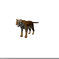 Realistic 3D Tiger Model Standing Roaring With Yellow Black Striped Fur