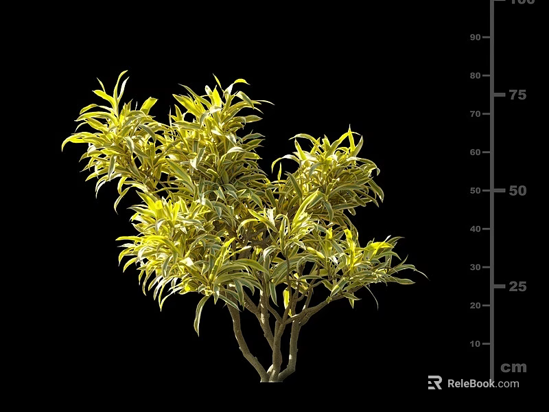 Lush Green Shrub With Vibrant Yellow Leaves And 75 cm Height Measurement 3d model 